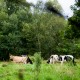 Queso de vaca